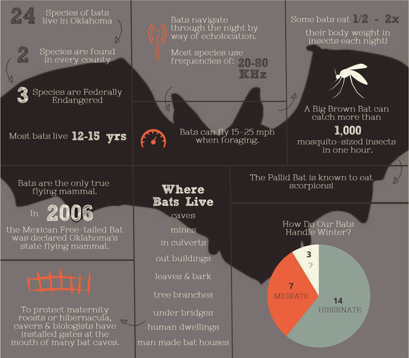 Bat Infographic