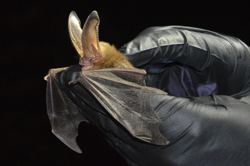 Ozark Big-eared Bat