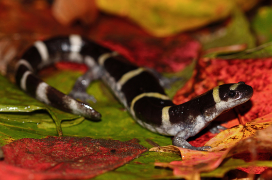 Ringed Salamander