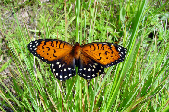 Regal Fritillary