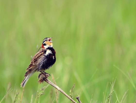 Chestnut collared Longspur