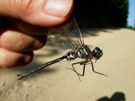Ozark Emerald_David Arbour