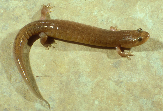Ouachita Dusky Salamander