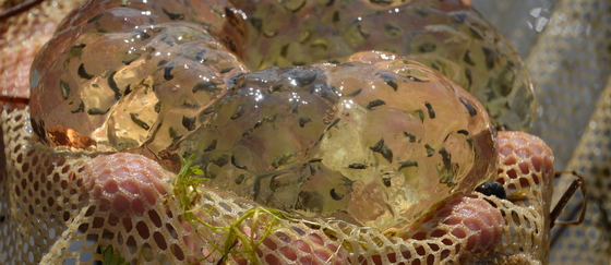 Salamander Eggs