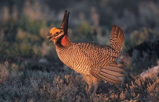 Lesser Prairie-chicken (NRCS photo by Gary Kramer)