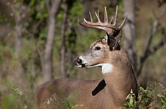 whitetail buck 2018 rut report
