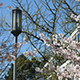 street light with trees