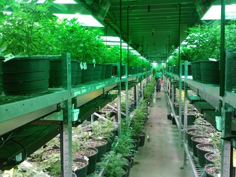 Marijuana grows in a greenhouse. 