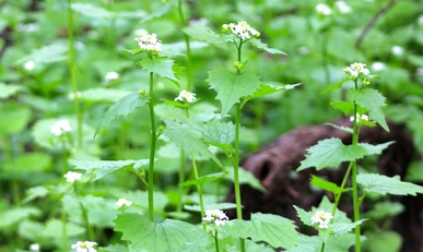 garlic mustard