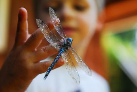 dragonfly-child-by-deborah-kerr