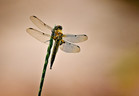 dragonfly-by-randen-pederson