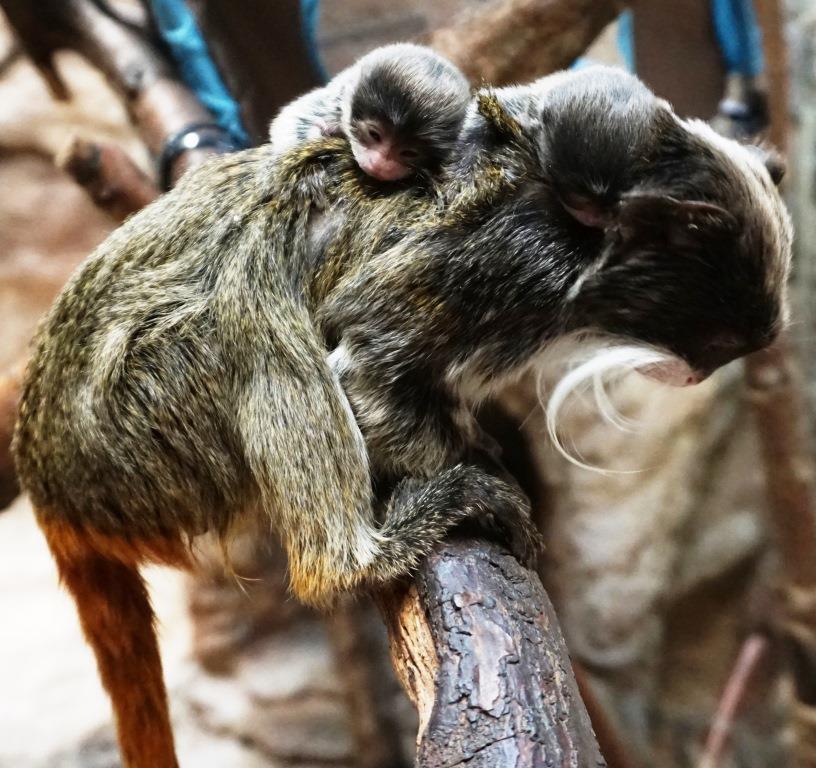 Baby Tamarins clinging to Franklin 