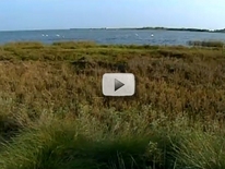 Goose Island SP video screen