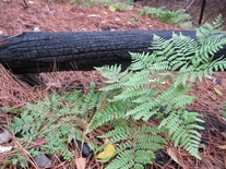 fern and log