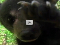 black bear close up