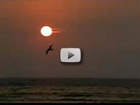 horizon, setting sun, flying bird