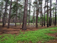 camping area under loblolly pines 