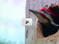 red-cockaded woodpecker peeking from tree