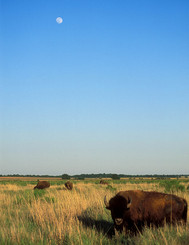 3 bison on a plain, blue sky