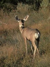 mule deer in brush