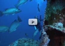 underwater: diver watches fish in foreground