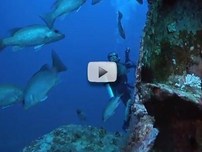 underwater: fish swim by structure