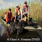 boat in marsh, 3 hunters, 3 dead alligators