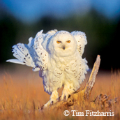 white owl 