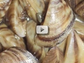 a solid mass of zebra mussels close up