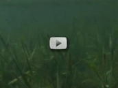 underwater seagrass 