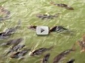 water teeming with fish