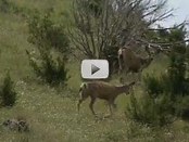 two deer on a hillside