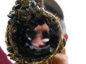 zebra mussels attached to metal ring