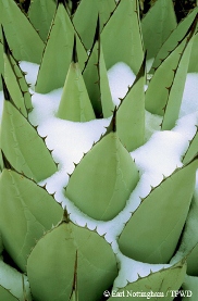 agave in snow