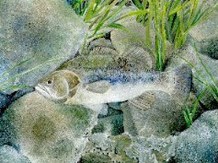 student art - underwater, fish, rocks, plants