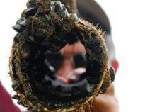 zebra mussels on pipe