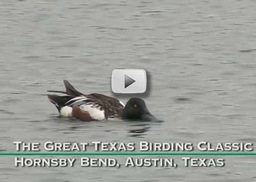 Video: Great Texas Birding Classic
