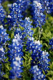 Bluebonnets