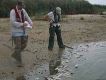 lake shore, 2 individuals studying dead fish 