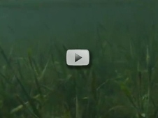 underwater picture of seagrass
