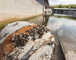 zebra-mussels-img-3049-media_crop.jpg