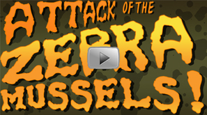Attack of the zebra mussels video