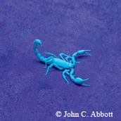 blue scorpion on purple background