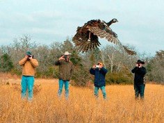 4 men watch released turkey fly