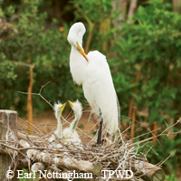 great egret adult, two hungry chicks on nest