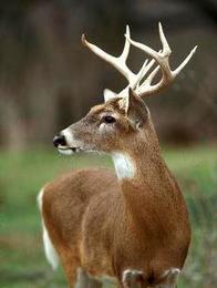 whitetail deer profile, close