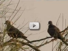 2 doves on a branch