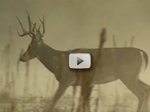 buck in mist, sideways view