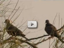 two doves on a branch