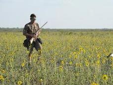 dove hunter in field of sunflowers